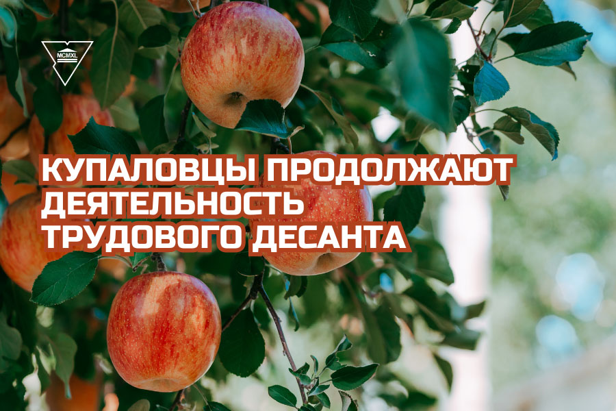 Все на яблоки: купаловцы продолжают деятельность трудового десанта